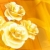 Roses Yellow Spinning HD Video Background 0499
