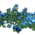 Blue Rose Bush Spinning HD Video Background 1120