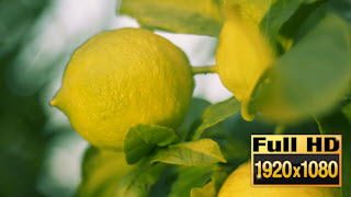 150422-05LemonCloseupPan