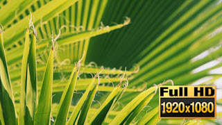 150422-10PalmTreeWornEdges