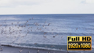 150422-13SeagullsTakingFlightBeach