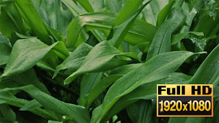 150422-23SpringRainonLargeLeaves