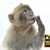 Monkey Biting Fingernails C150520