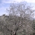 Estepona Hills Cherry Blossom Video Footage