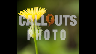 Yellow Flower Closeup Text Space