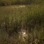 Soto Grande Creek Sunlight and Grass Still Video Footage