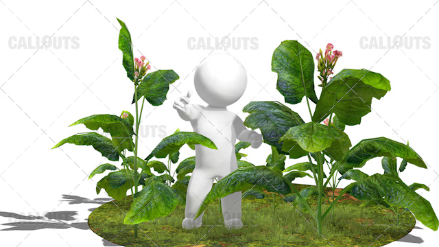 3D Guy Standing in Field of Tobacco Plants White Background