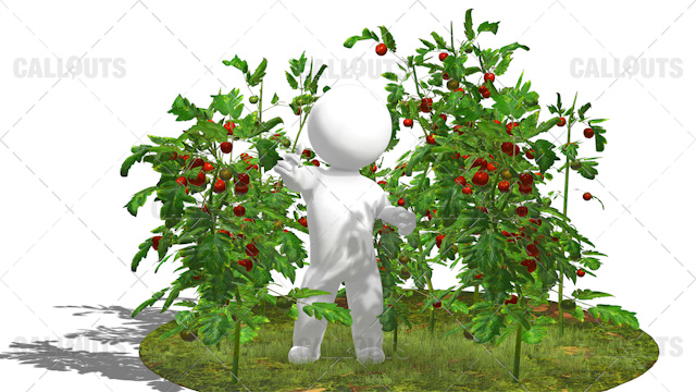 3D Guy Standing in Field of Tomato Plants White Background