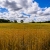 Wheat Fields and Farm, Blue Sky Background