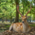 Free sacred Sika deer in Nara Park, Japan
