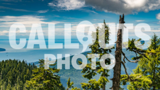Broken Fir tree top and view of ocean and blue cloudy sky in distance