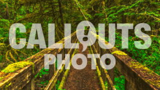 Walkway in magical Cathedral Grove