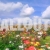 Flower Field Animated Summer Video Zoom Out